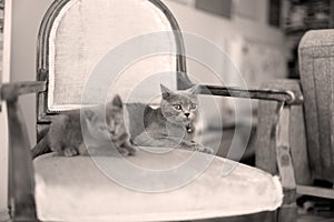 British Shorthair mom and her kitten on the armchair