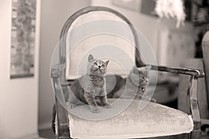 British Shorthair mom and her kitten on the armchair