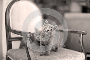 British Shorthair mom and kitten on the armchair