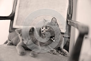 British Shorthair mom and kitten on the armchair