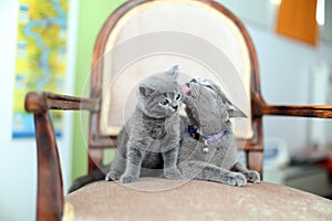 British Shorthair mom licking her kitten on the armchair