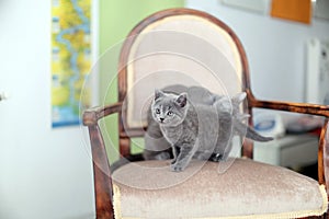 British Shorthair mom licking her kitten on the armchair