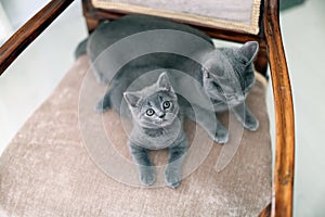 British Shorthair mom licking her kitten on the armchair