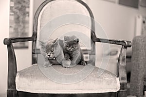 British Shorthair mom licking her kitten on the armchair