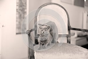 British Shorthair mom licking her kitten on the armchair