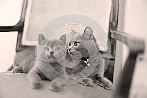 British Shorthair mom licking her kitten on the armchair