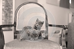 British Shorthair mom licking her kitten on the armchair