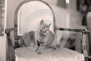 British Shorthair mom licking her kitten on the armchair