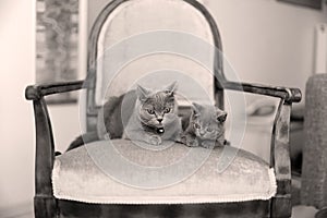 British Shorthair mom licking her kitten on the armchair