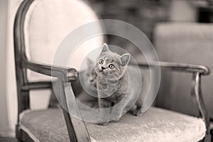 British Shorthair mom licking her kitten on the armchair