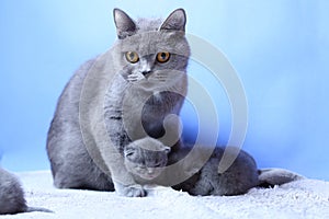 British Shorthair mother cat taking care of her new born kitten