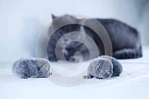 British Shorthair mother cat taking care of her new born kitten