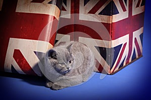 British Shorthair near a box