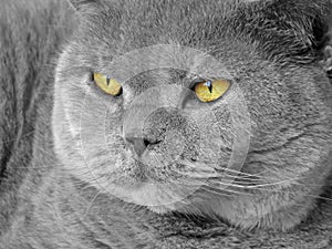 British shorthair pedigree pose portrait