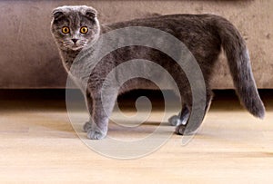 The British Shorthair pedigreed kitten