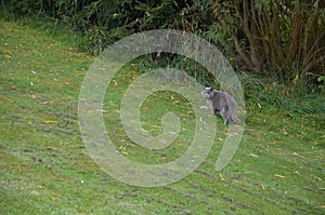 The British Shorthair is the pedigreed version of the traditional British