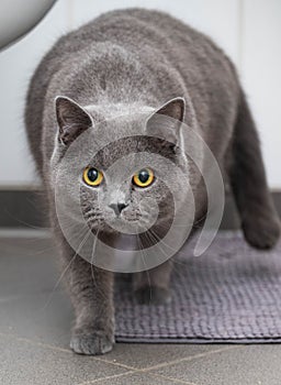 Portrait of a grey British short hair cat photo