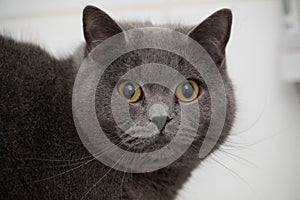 Portrait of a grey British short hair cat photo