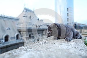 British Shorthair puss