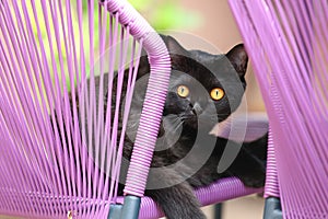 British Shorthair puss on the chair