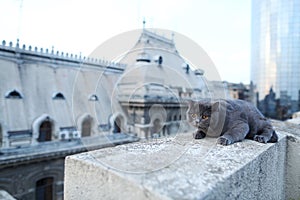 British Shorthair puss