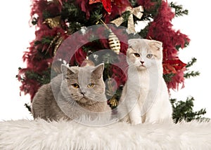 British Shorthair and a Scottish Fold kitten