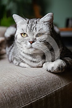 British shorthair silver tabby cat