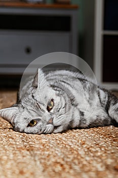 British shorthair silver tabby cat