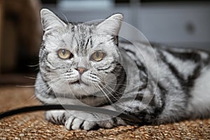 British shorthair silver tabby cat