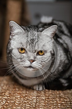 British shorthair silver tabby cat