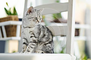 British shorthair silver tabby kitten having rest on a sofa in a living room. Juvenile domestic cat spending time indoors