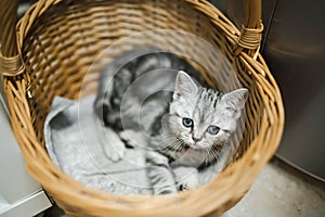 British shorthair silver tabby kitten having rest in wicker basket. Juvenile domestic cat spending time indoors