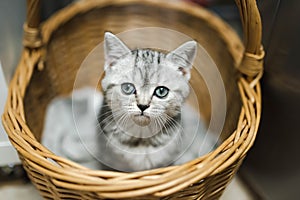 British shorthair silver tabby kitten having rest in wicker basket. Juvenile domestic cat spending time indoors