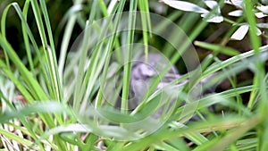 British shorthair silver tabby kitten walking in back yard on bright summer day