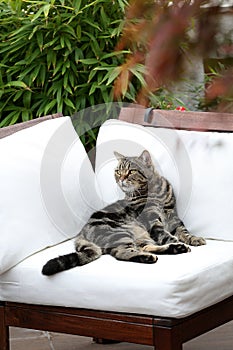 British Shorthair Tabby lying on a couch