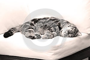 British Shorthair Tabby lying on a couch