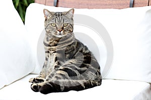 British Shorthair Tabby lying on a couch