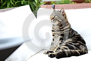 British Shorthair Tabby lying on a couch