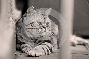 British Shorthair Tabby lying in the yard