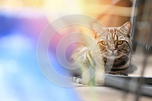 British Shorthair Tabby lying in the yard