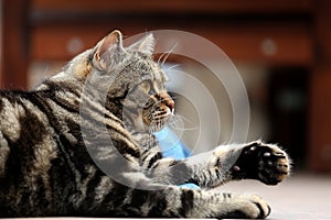 British Shorthair Tabby lying in the yard