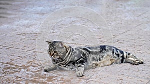 British Shorthair Tabby lying in the yard