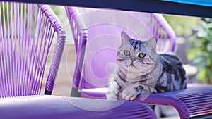 British Shorthair Tabby sitting on the chair