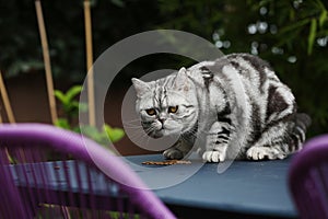 British Shorthair Tabby sitting on the table