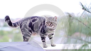 British Shorthair Tabby walking in the yard