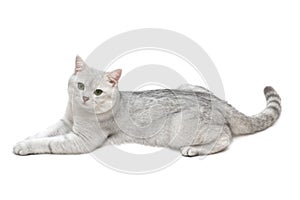 British shorthair tomcat