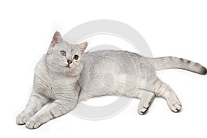 British shorthair tomcat