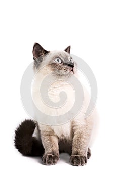 British Shorthaired Cat