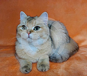 British shorthaired golden chinchilla with big green eyes lies on the sofa looking at the camera close-up