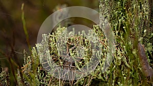 British Soldier lichen (Cladonia cristatella)